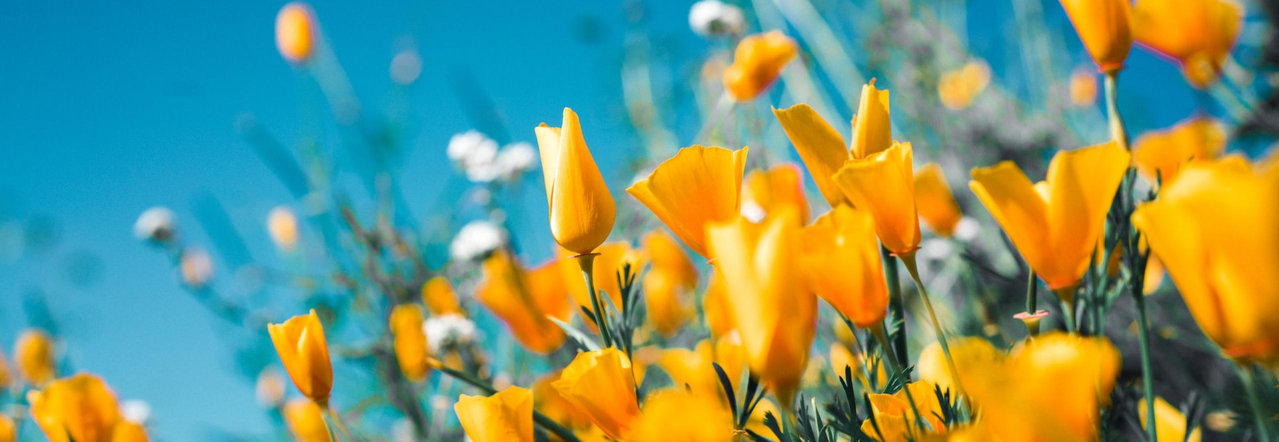 Yellow Flowers