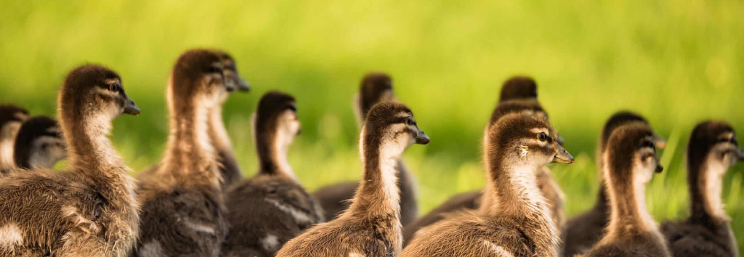 Ducks on ANU lawn